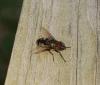Stomorhina lunata
